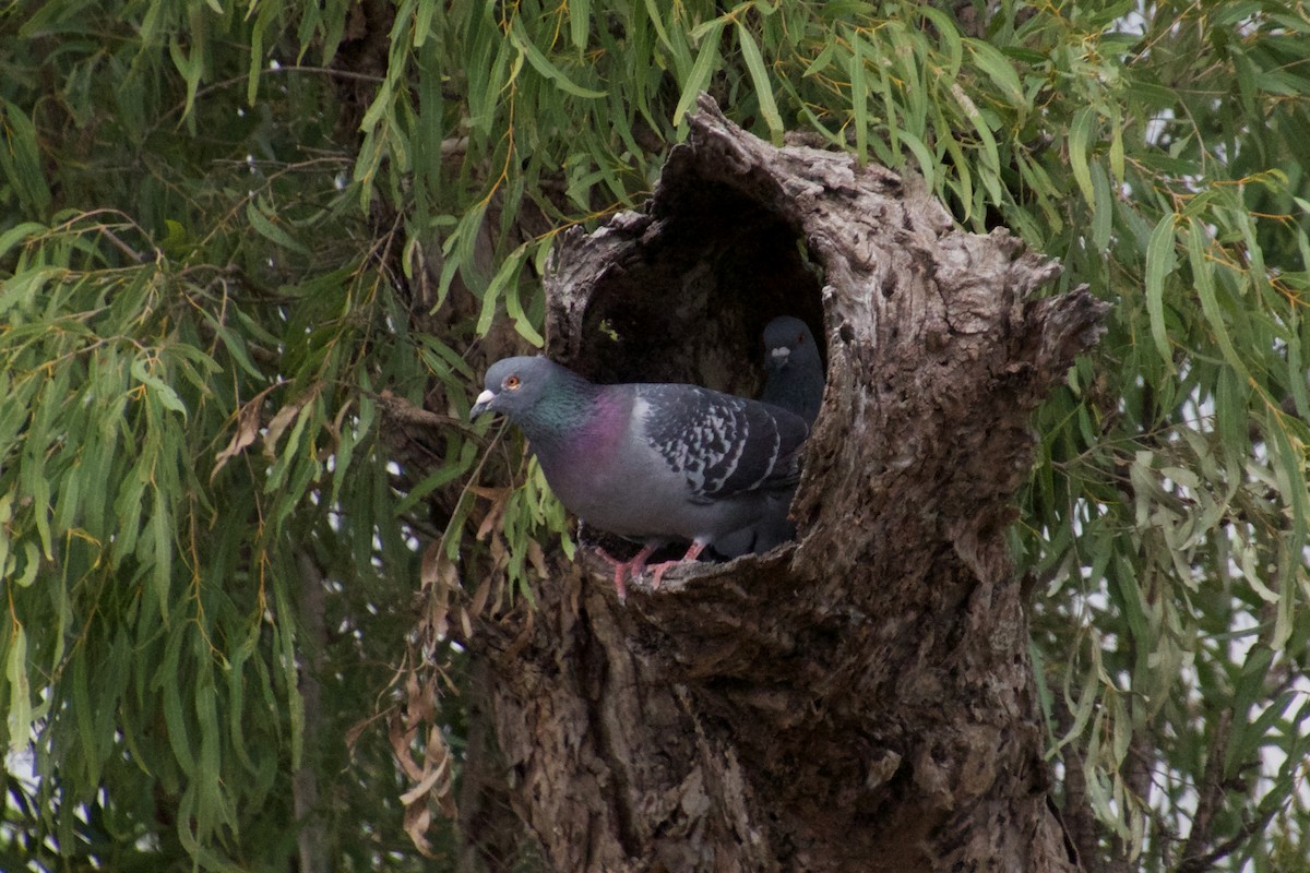 Rock Pigeon (Feral Pigeon) - ML108603571