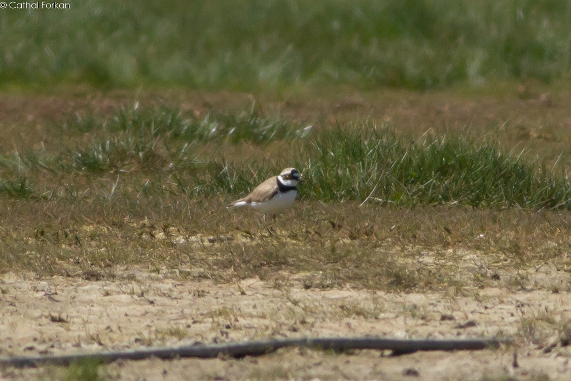 Little Ringed Plover - Cathal Forkan