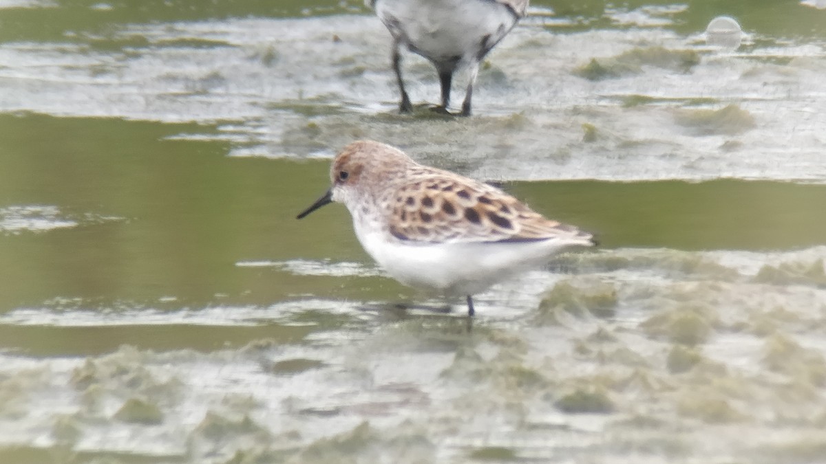Little Stint - Cathal Forkan