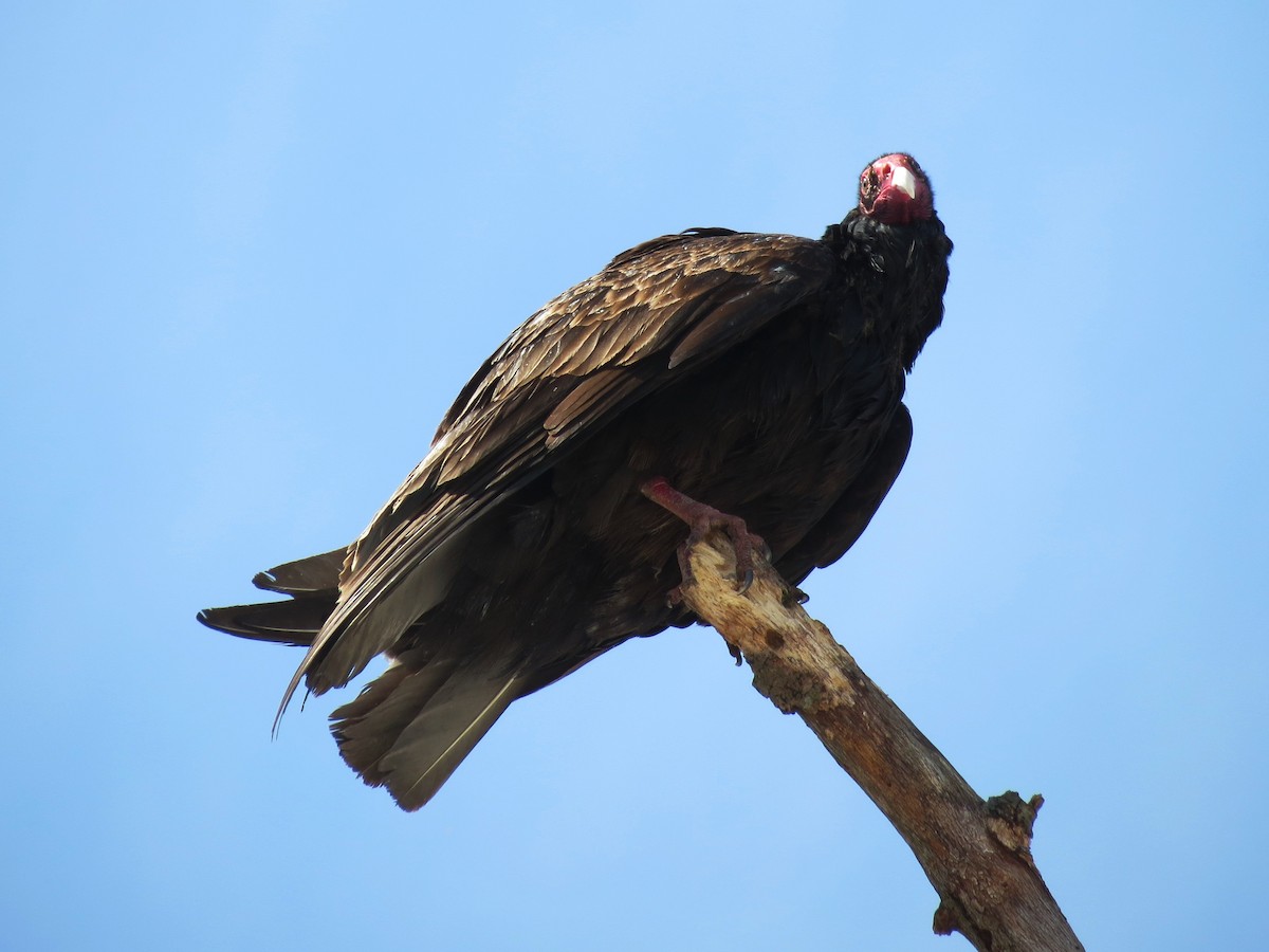 Turkey Vulture - Tim Carney