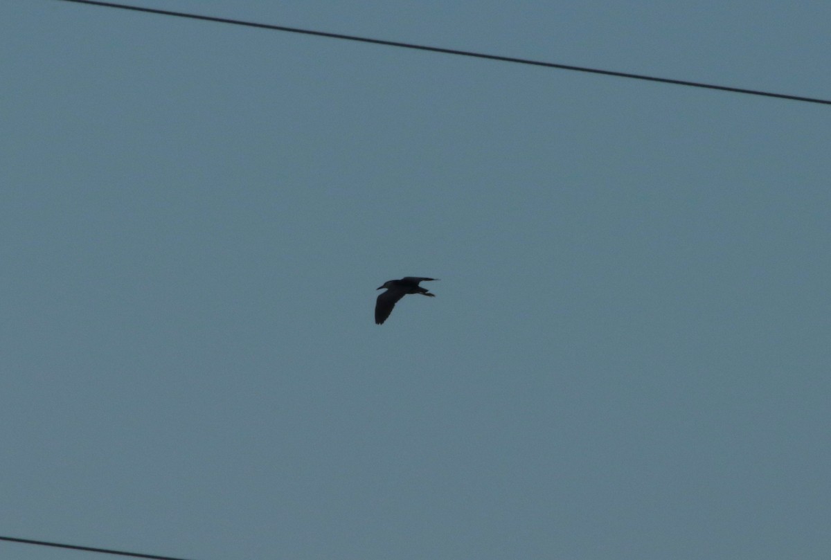Black-crowned Night Heron - ML108612101