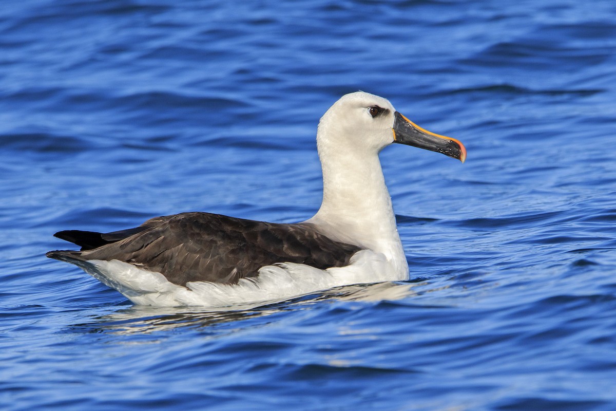 Atlantic Yellow-nosed Albatross - Fernando Farias