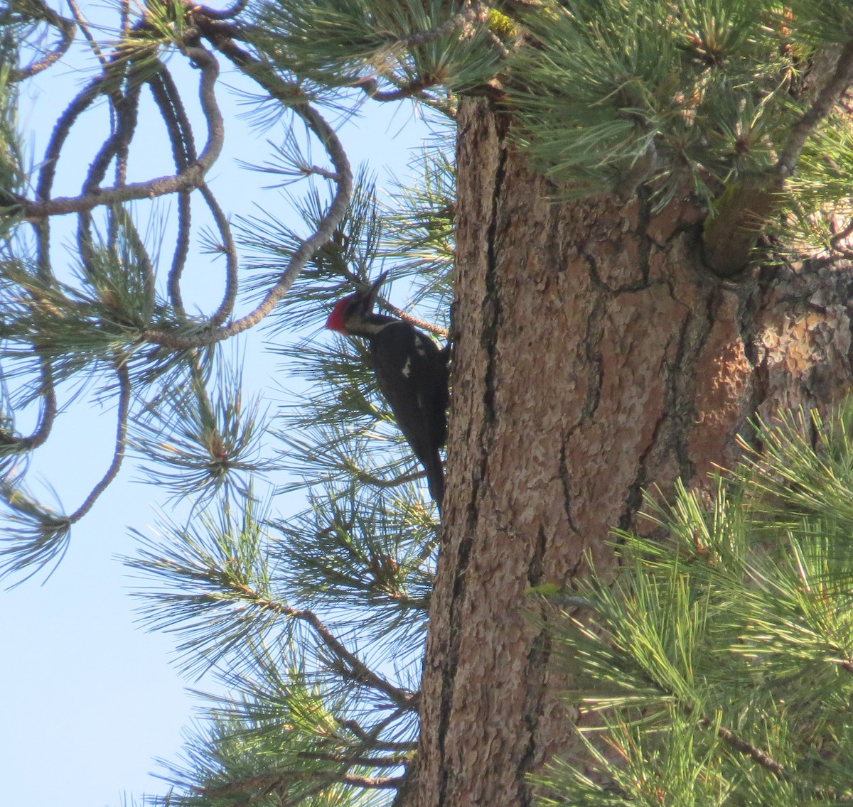 Pileated Woodpecker - Mike Stiles