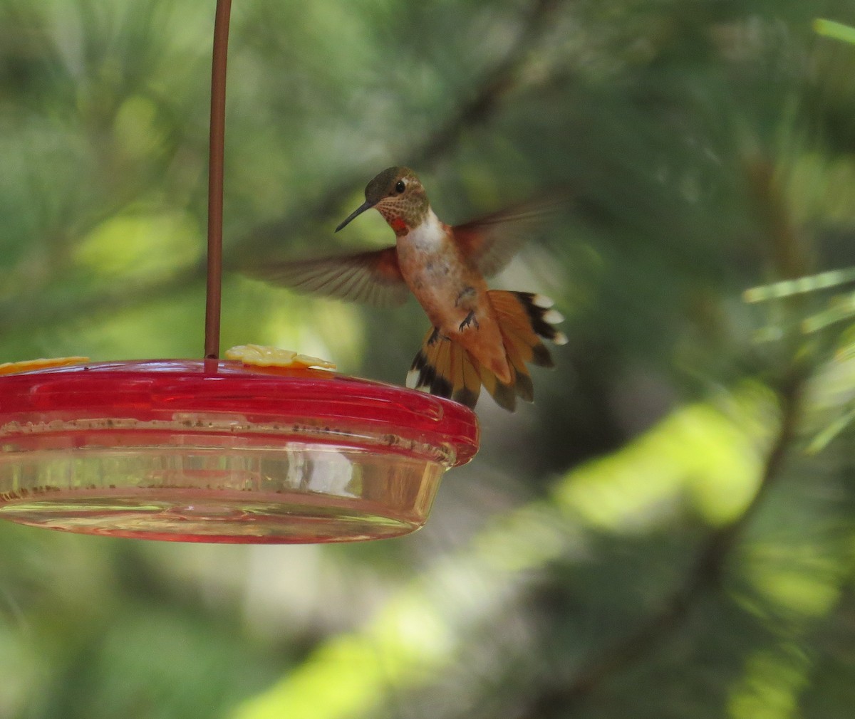Rufous Hummingbird - Mike Stiles