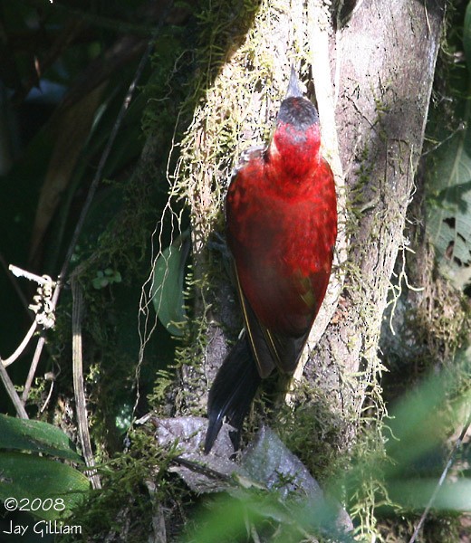 Crimson-mantled Woodpecker - Jay Gilliam