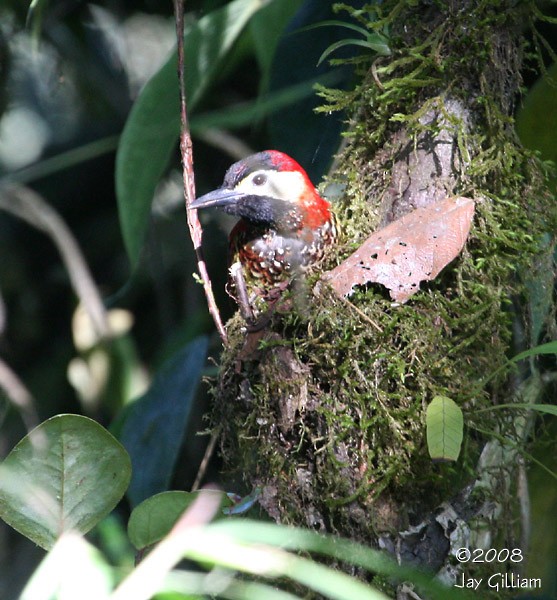 Crimson-mantled Woodpecker - ML108617501