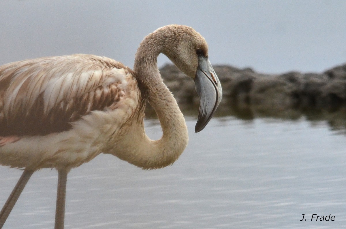 Greater Flamingo - José Frade