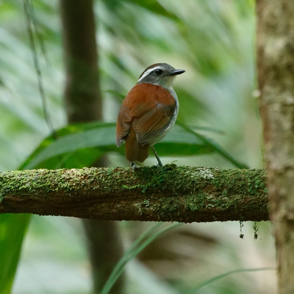 Black-bellied Gnateater - Silvia Faustino Linhares