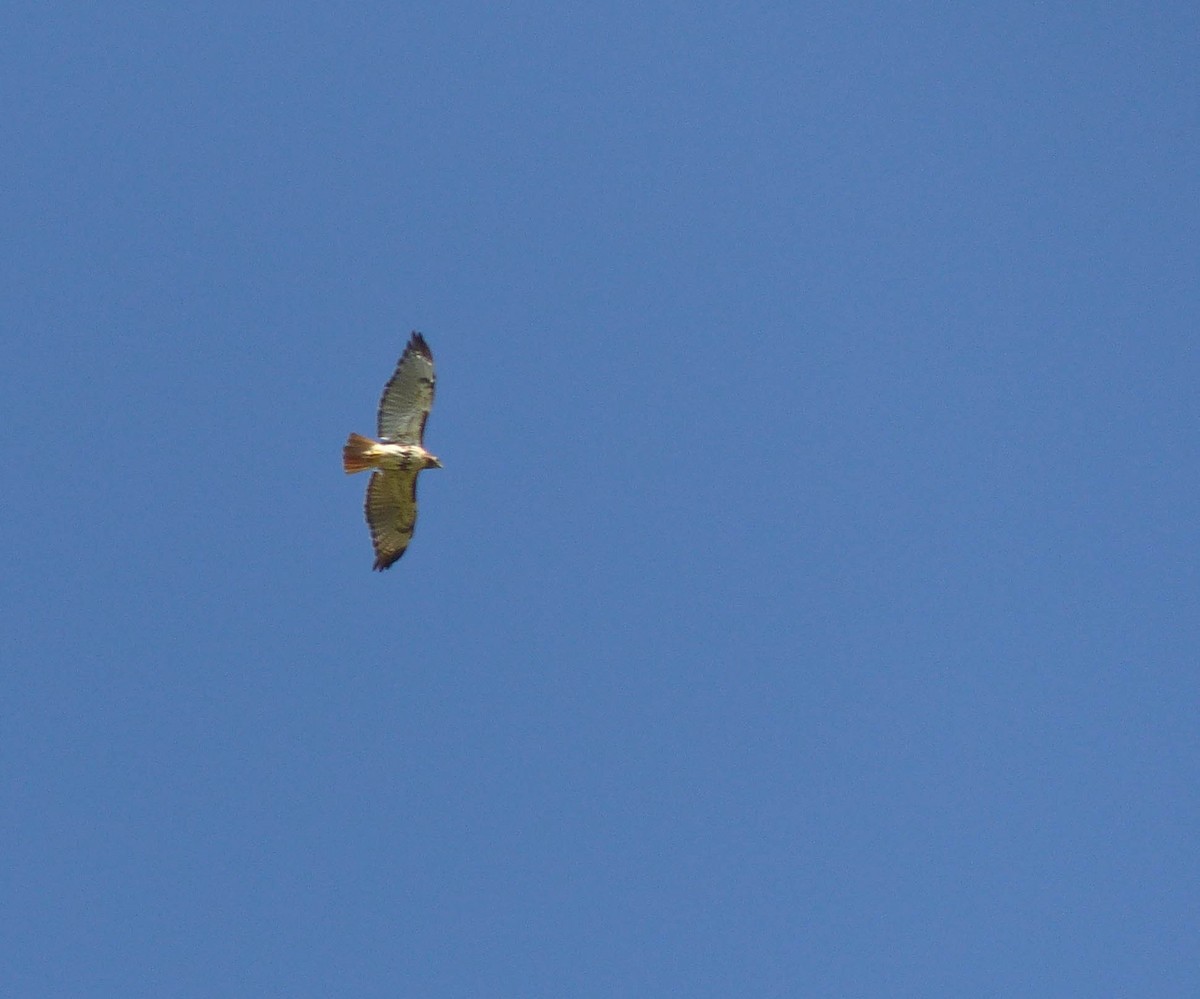 Red-tailed Hawk - ML108621001