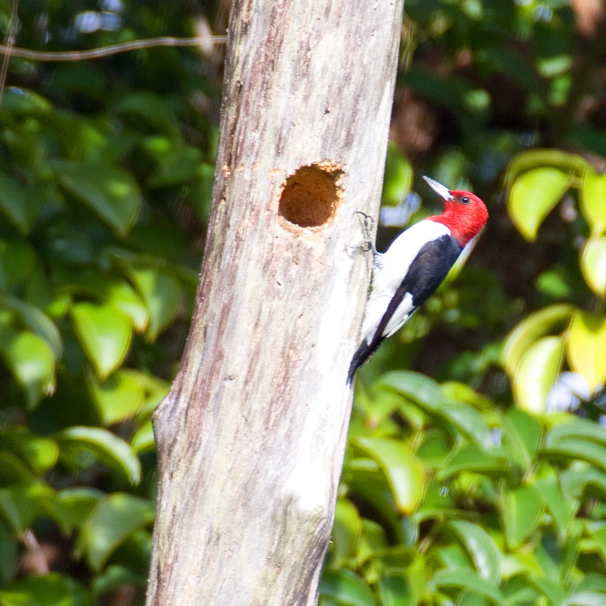 Red-headed Woodpecker - Dan Vickers