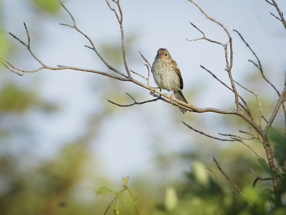 Field Sparrow - Phillip Odum