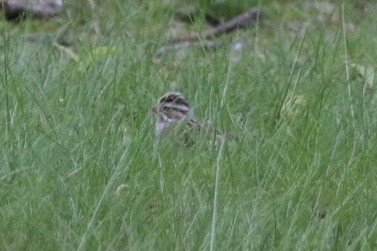 Clay-colored Sparrow - ML108625971