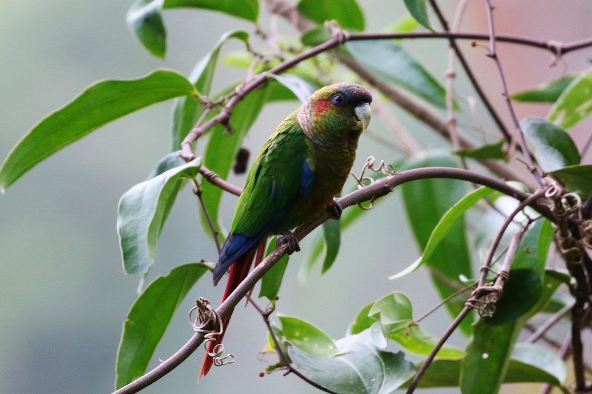 Red-eared Parakeet - Margareta Wieser