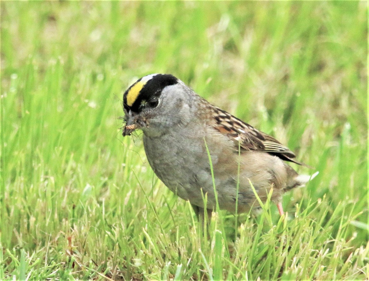 Golden-crowned Sparrow - Ann Vaughan