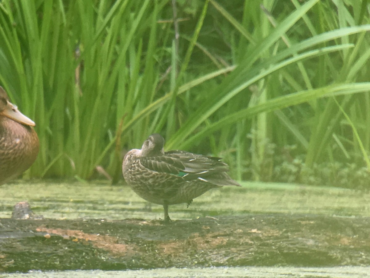 Green-winged Teal - ML108632321