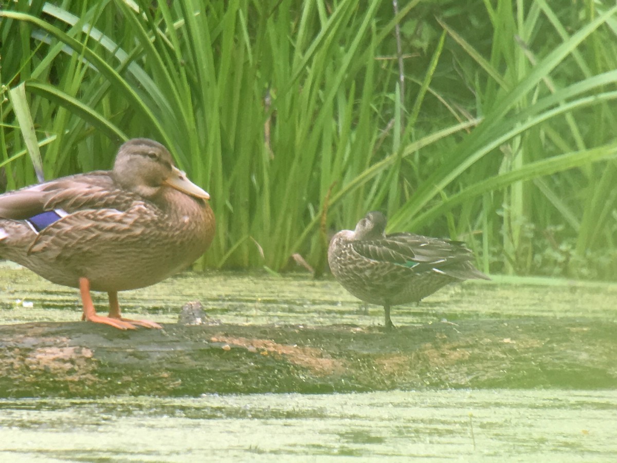 Green-winged Teal - ML108632351