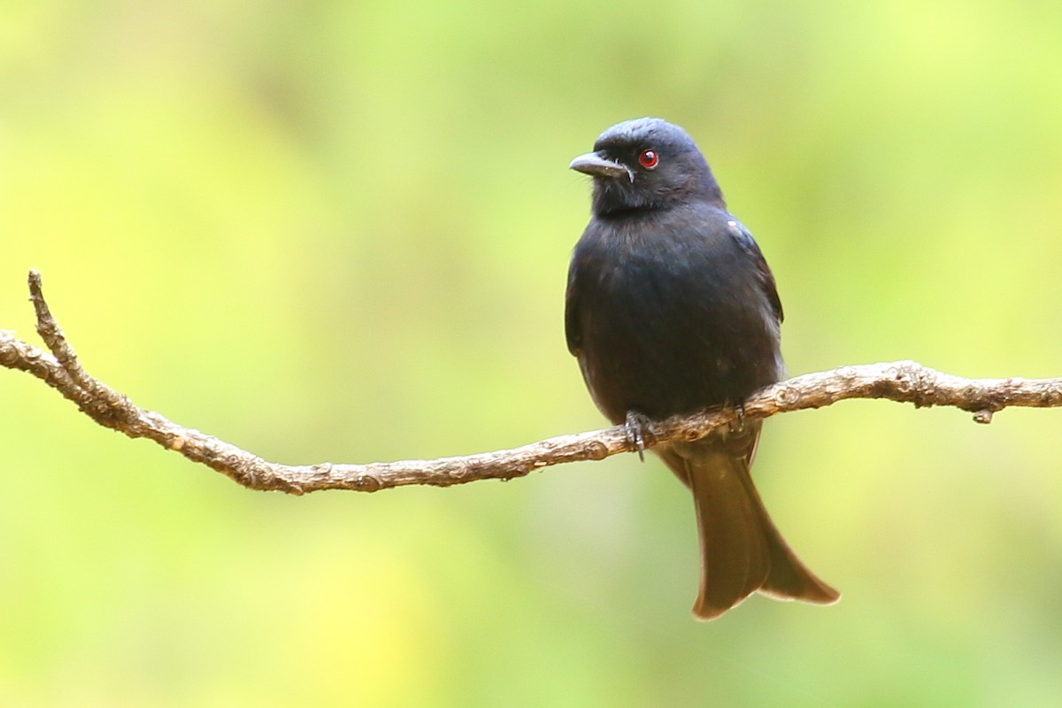 Fork-tailed Drongo - ML108633421