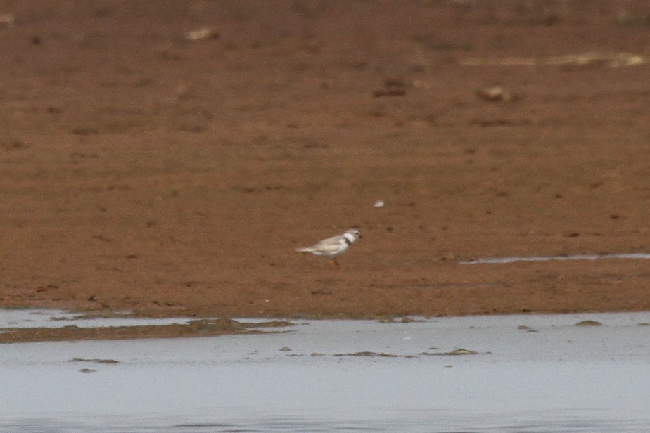 Piping Plover - ML108638961