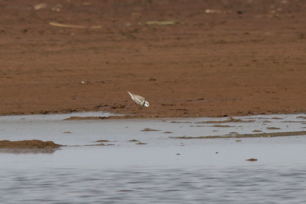 Piping Plover - ML108638971