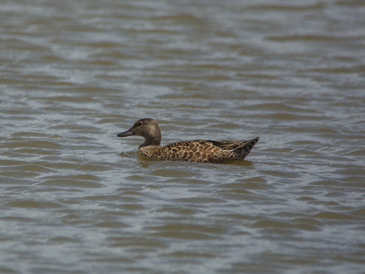 Blue-winged Teal - ML108639271