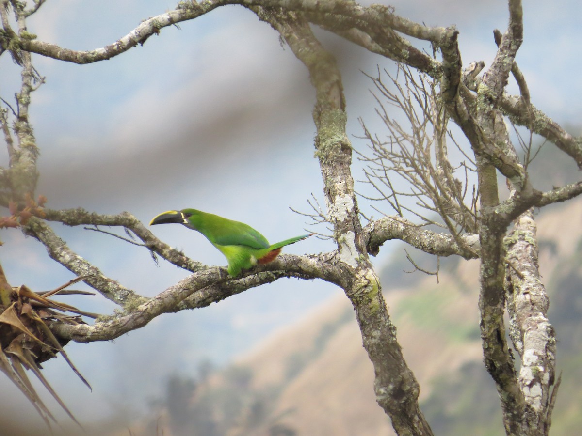 Southern Emerald-Toucanet (Santa Marta) - Breiner  Tarazona