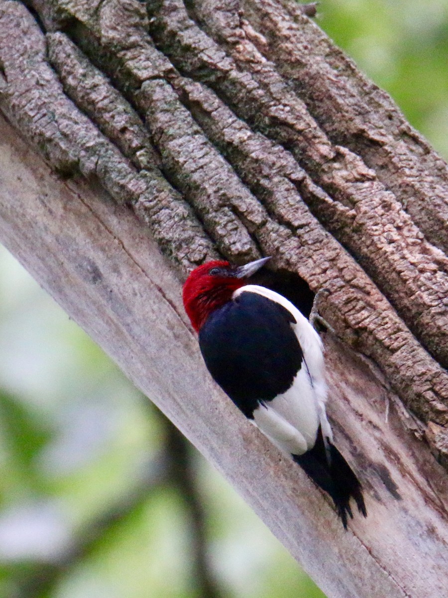 Red-headed Woodpecker - ML108646411
