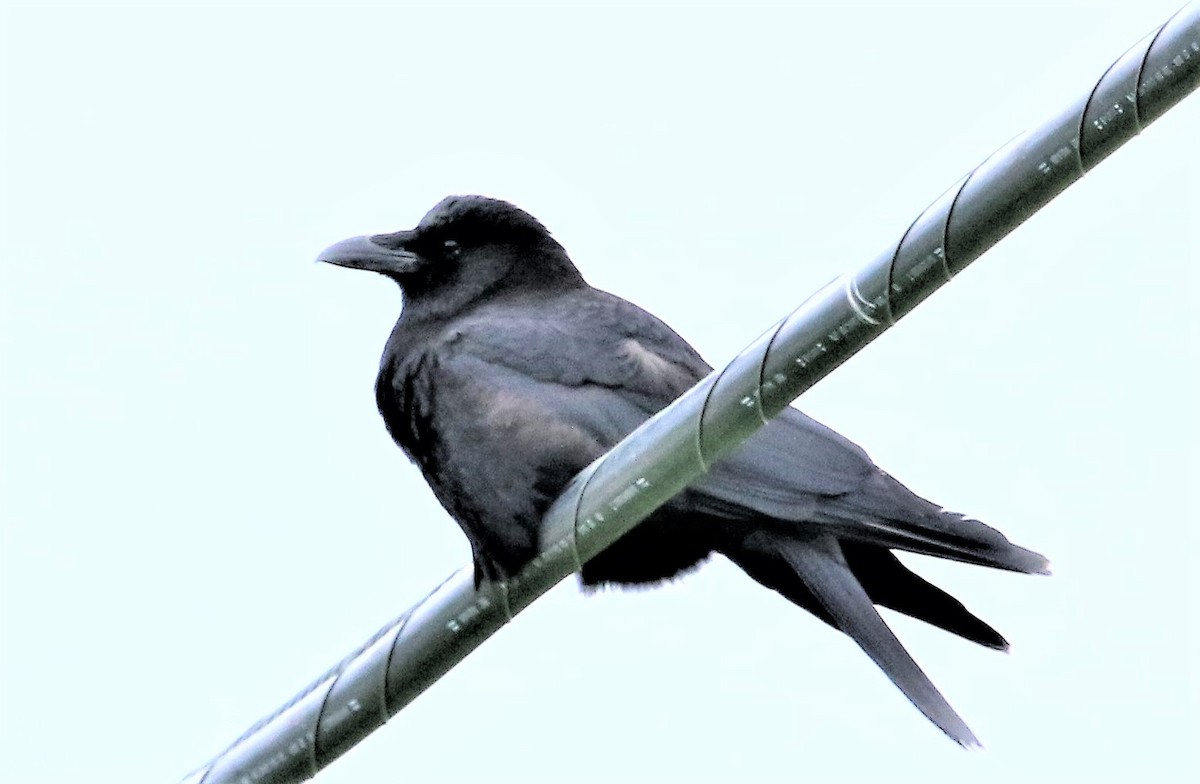 Common Raven - Ann Vaughan