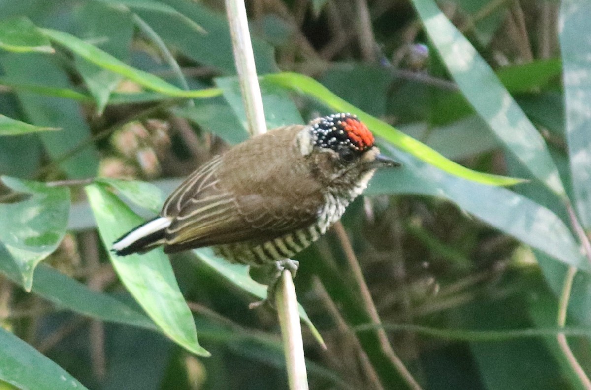 White-barred Piculet - ML108649241
