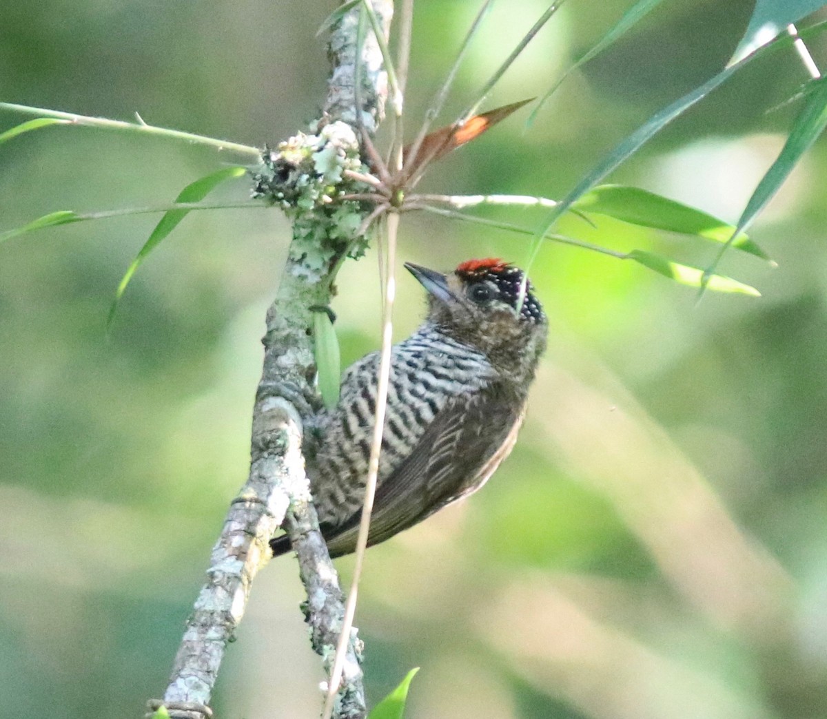 White-barred Piculet - ML108649261