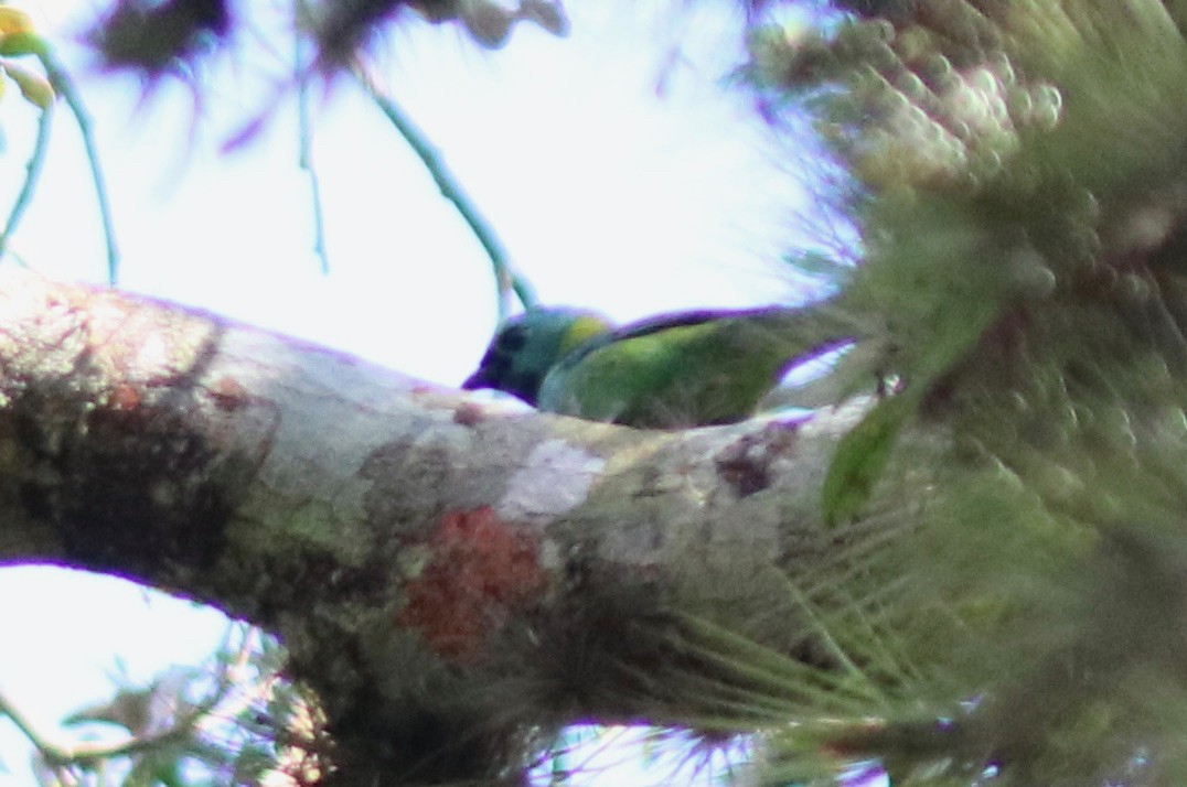 Green-headed Tanager - ML108649551