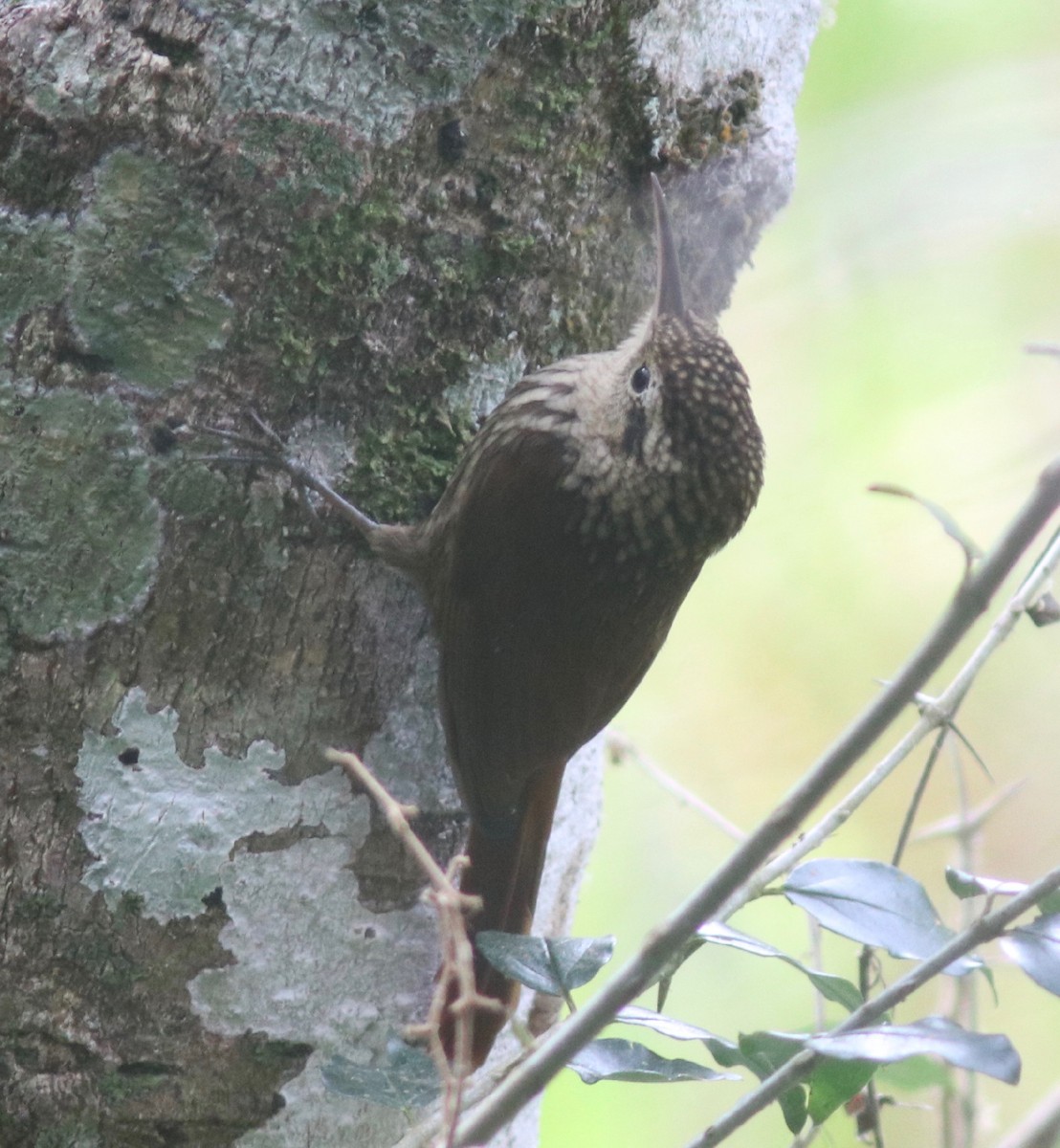 Lesser Woodcreeper - Andre Moncrieff