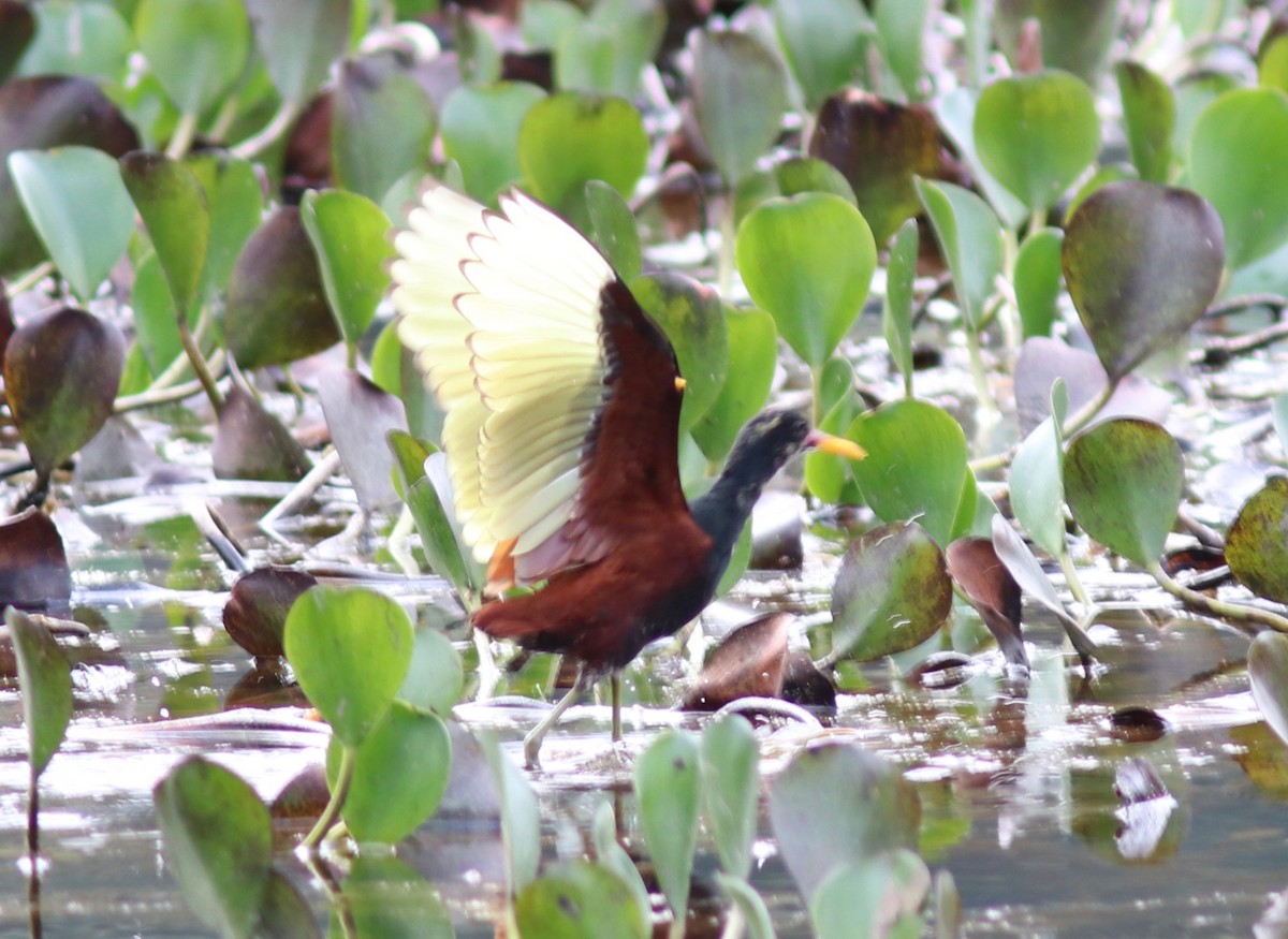Wattled Jacana - Andre Moncrieff