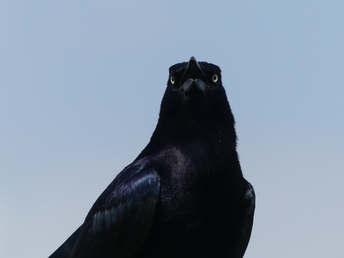 Great-tailed Grackle - Zack Schlanger