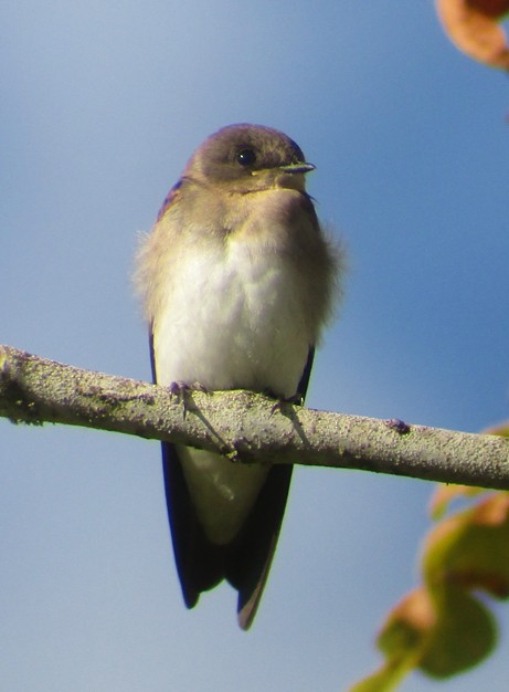 Northern Rough-winged Swallow - ML108654021