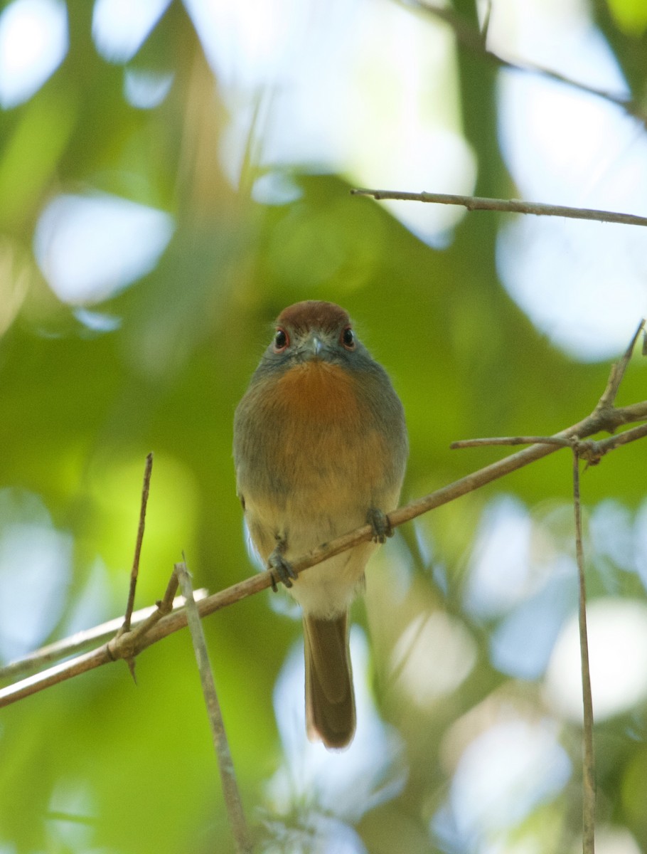 Rufous-capped Nunlet - ML108654641