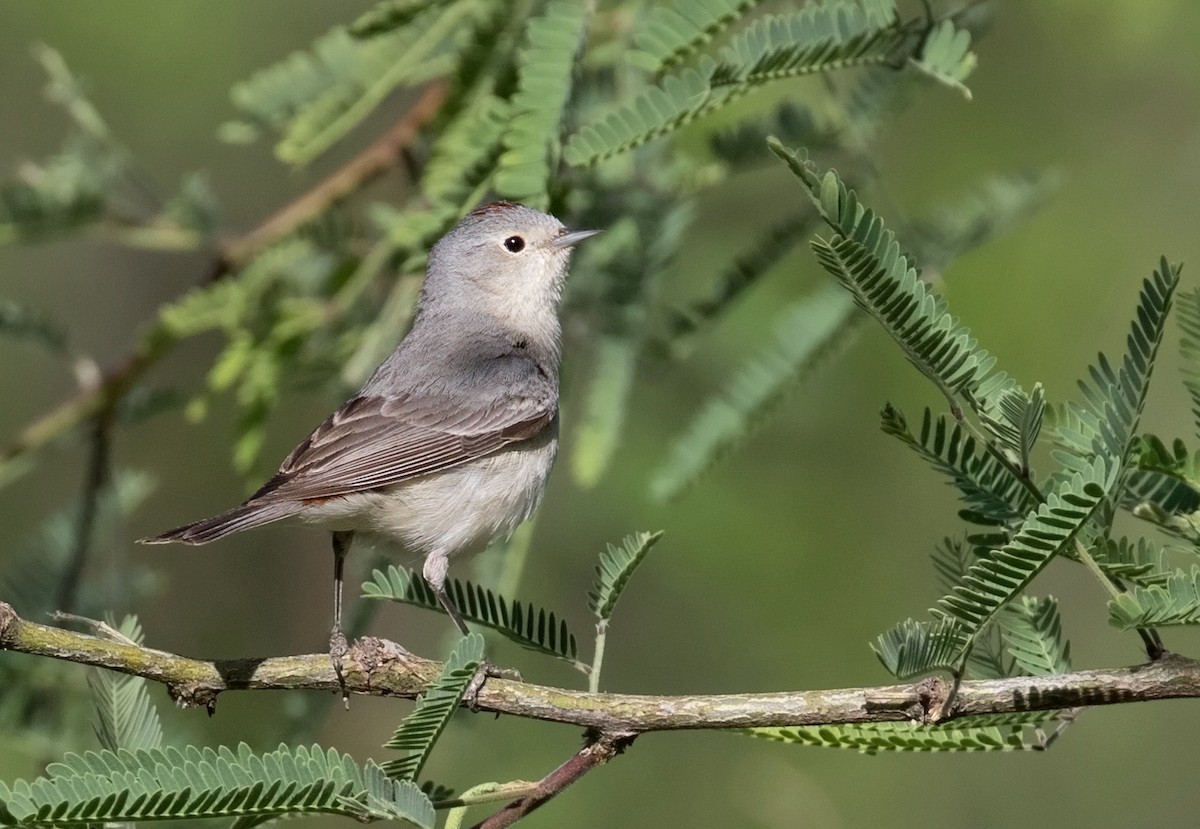 Lucy's Warbler - ML108658471