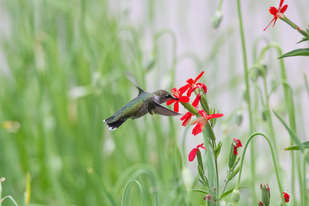 Ruby-throated Hummingbird - ML108658631