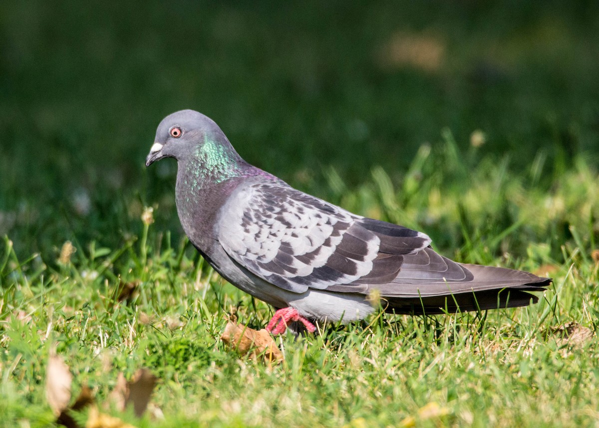 Rock Pigeon (Feral Pigeon) - Tom Lally