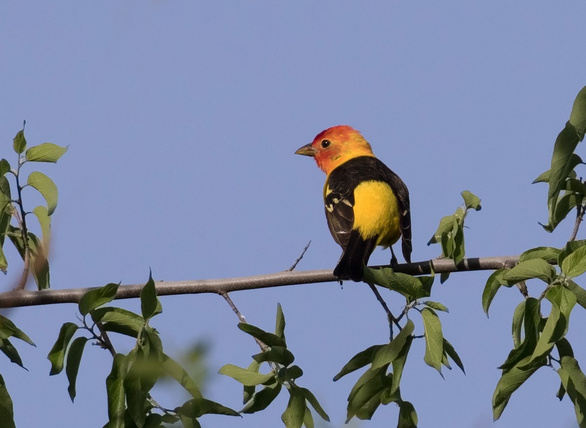 Western Tanager - ML108658741