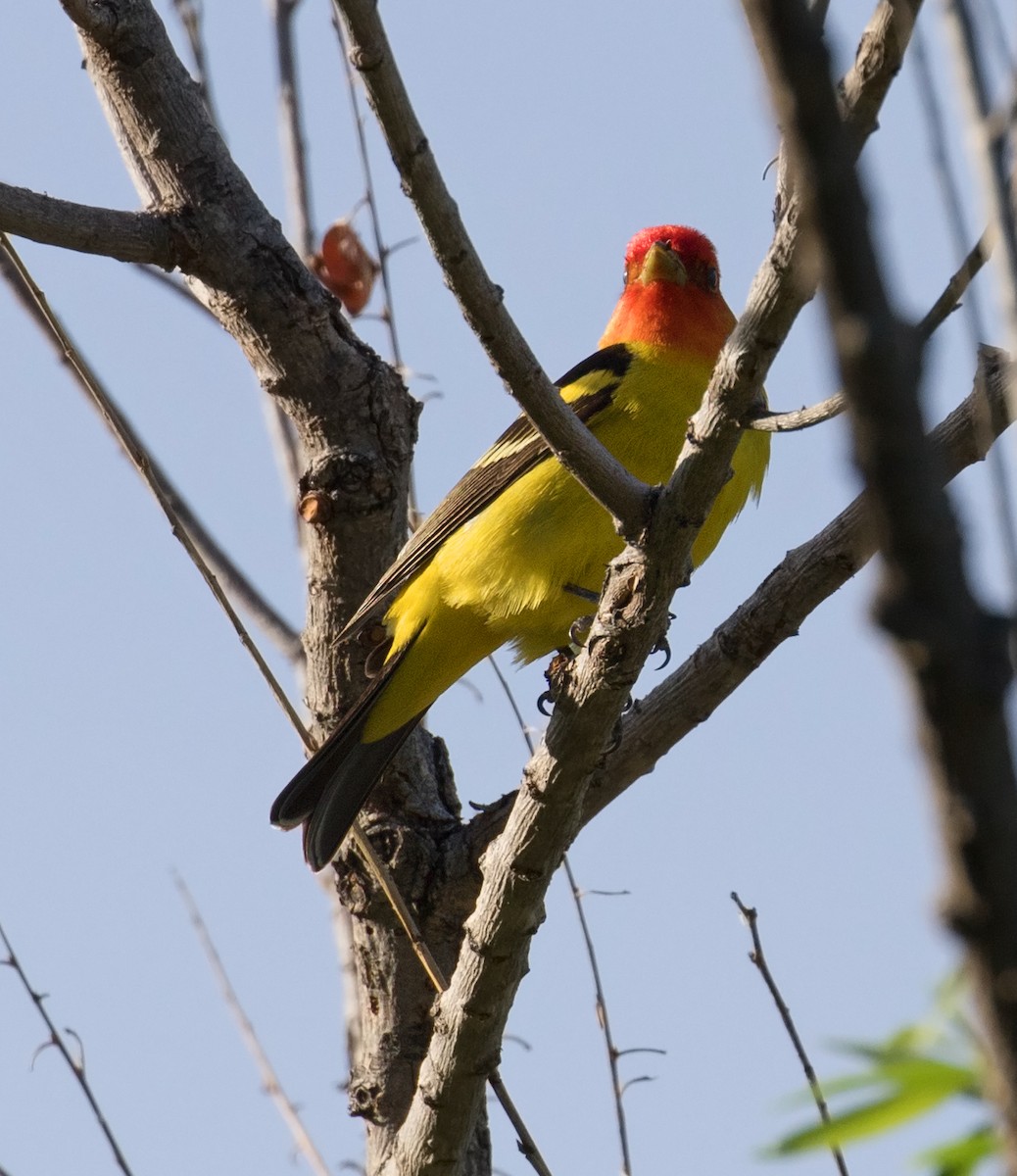 Western Tanager - ML108658751