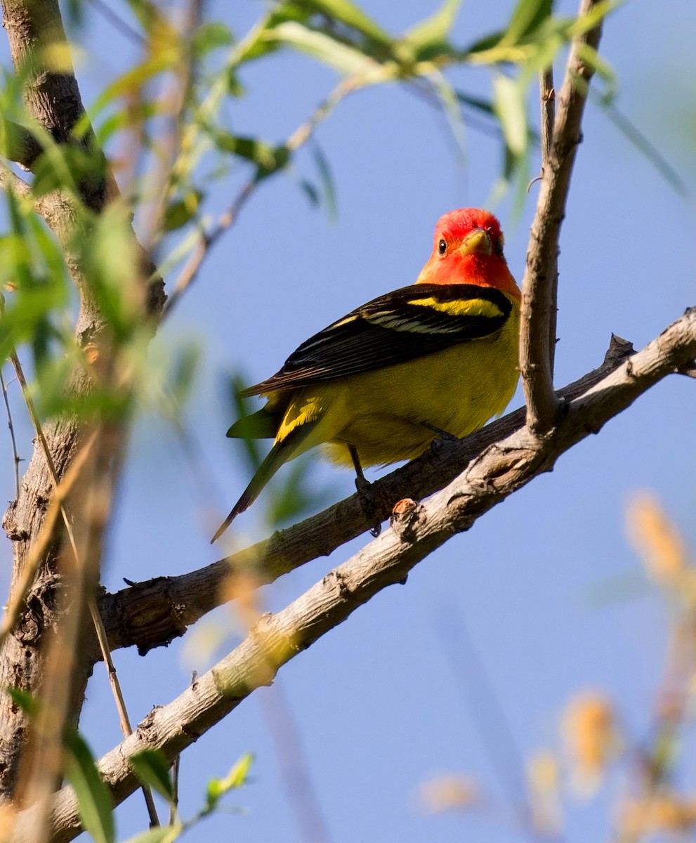 Western Tanager - ML108658761