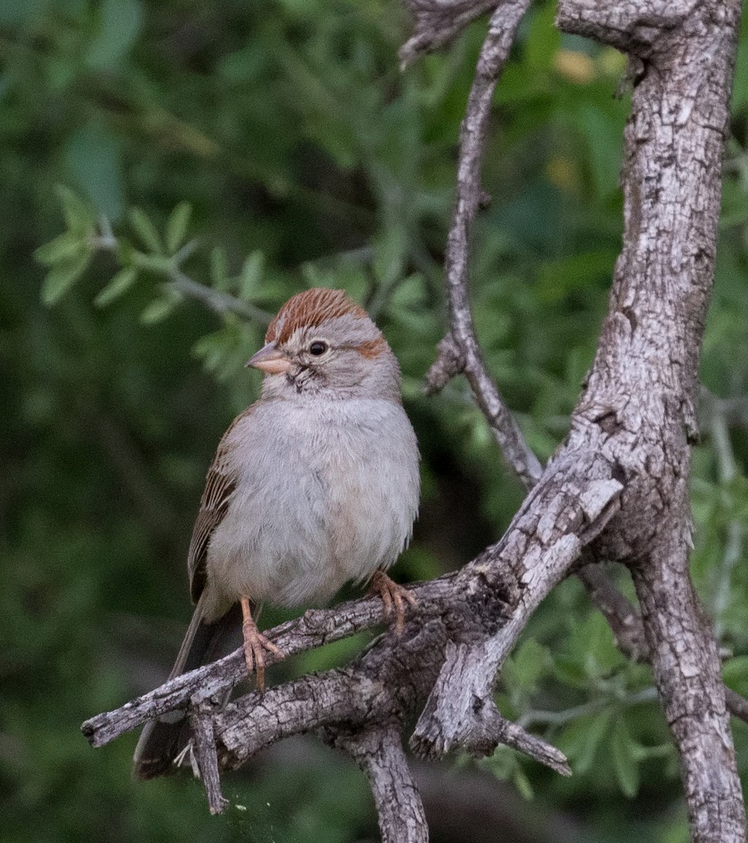 Rufous-winged Sparrow - Mark R Johnson