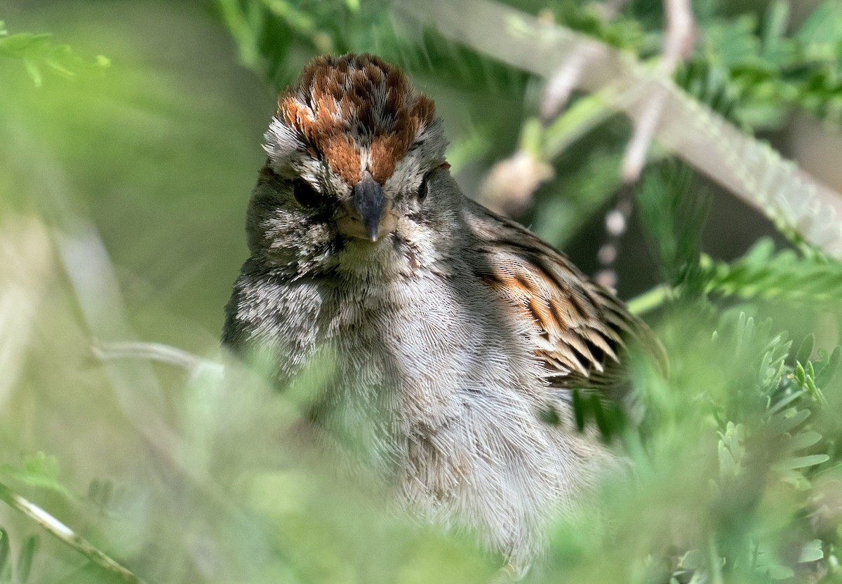 Rufous-winged Sparrow - Mark R Johnson