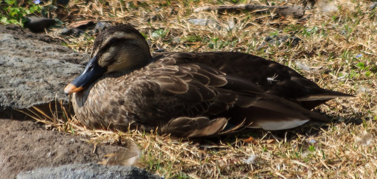 Eastern Spot-billed Duck - Trevor Sleight