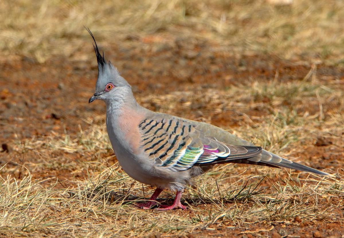 Crested Pigeon - ML108661311