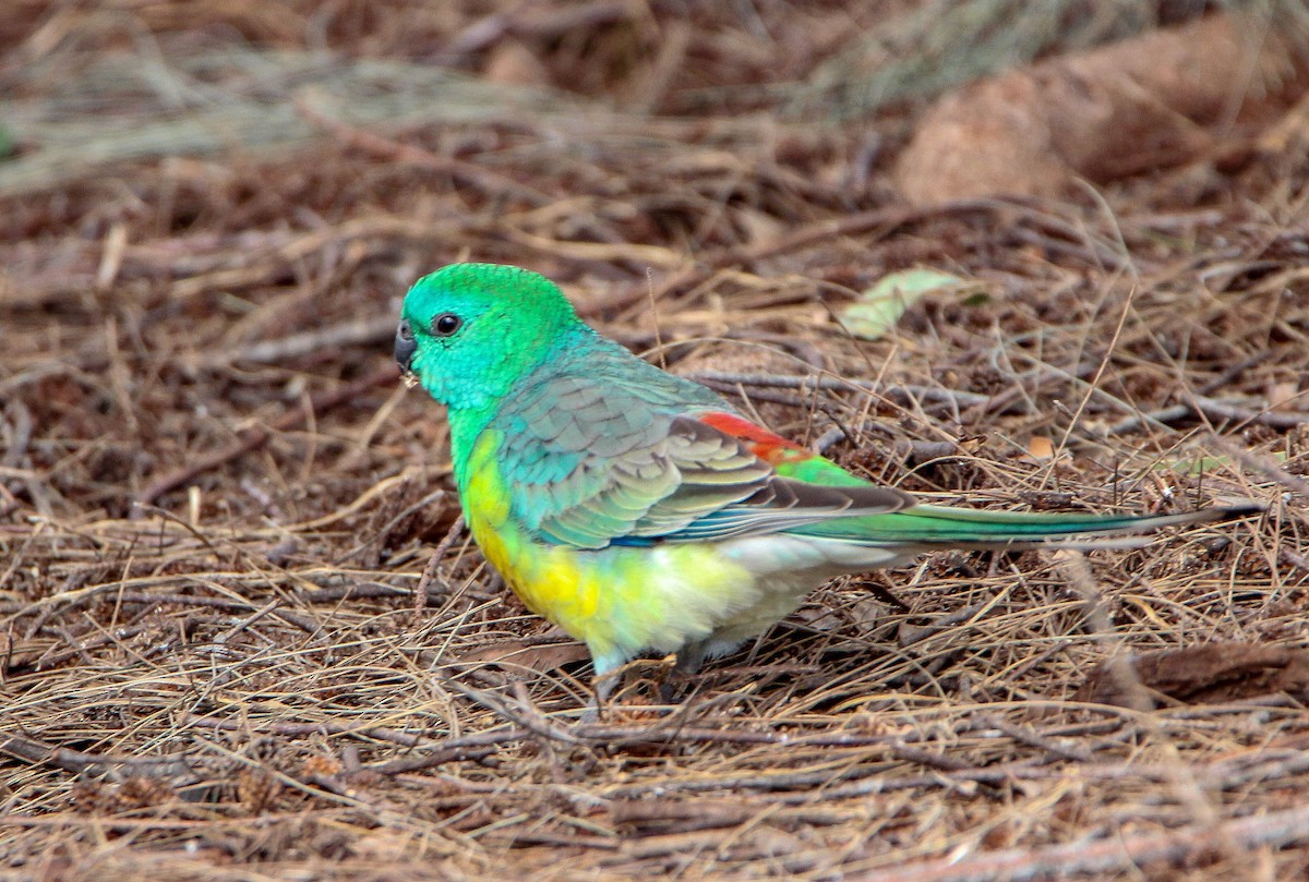 Red-rumped Parrot - Sandra Gallienne
