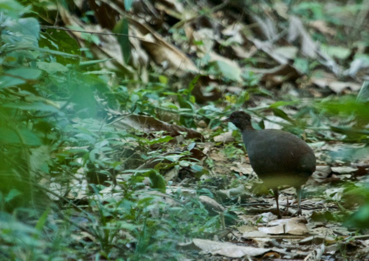 Cinereous Tinamou - Will Sweet