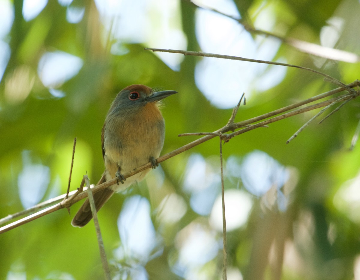 Rufous-capped Nunlet - Will Sweet