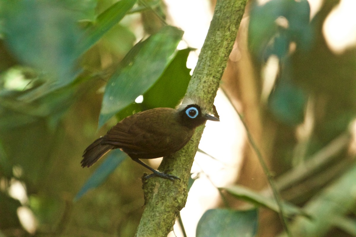 Hairy-crested Antbird - Will Sweet