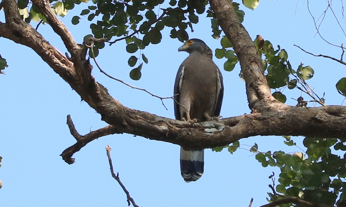 Crested Serpent-Eagle - ML108666891